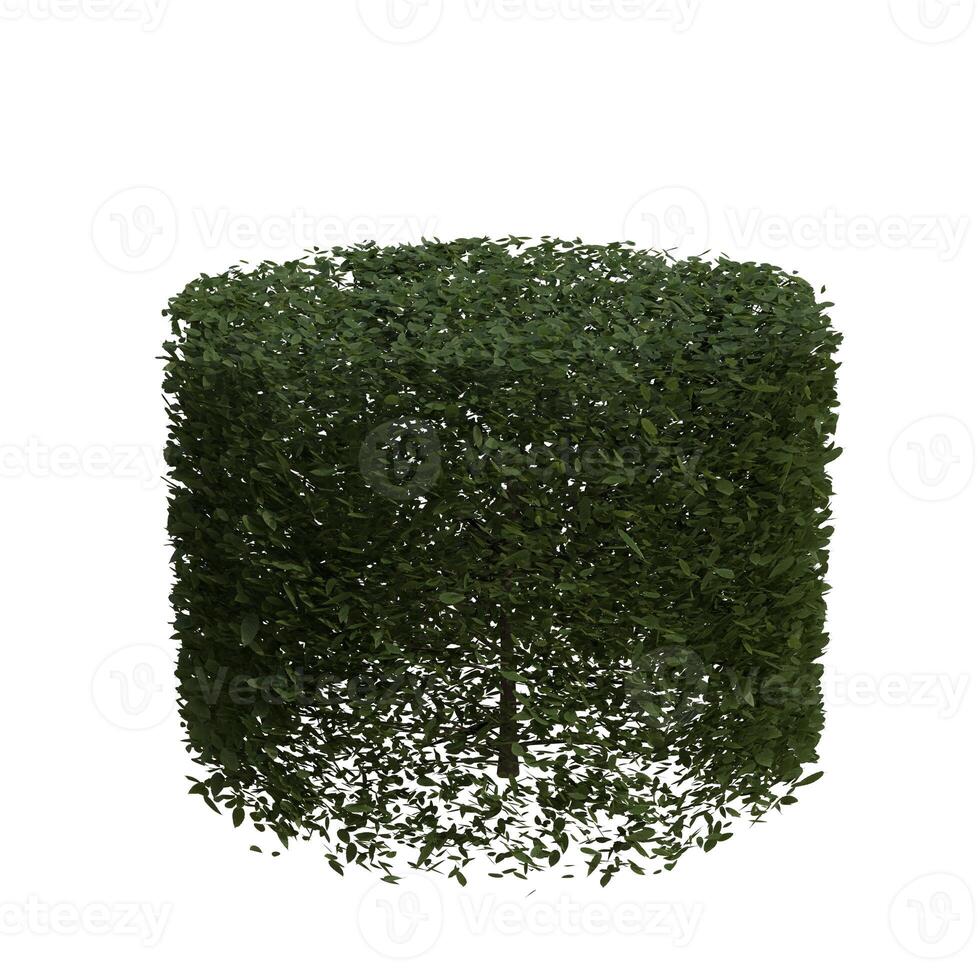 A round green plant on a white background photo