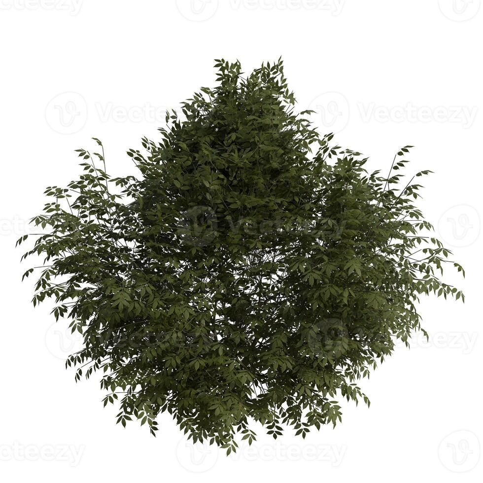 A tree is shown in the middle of a white background photo