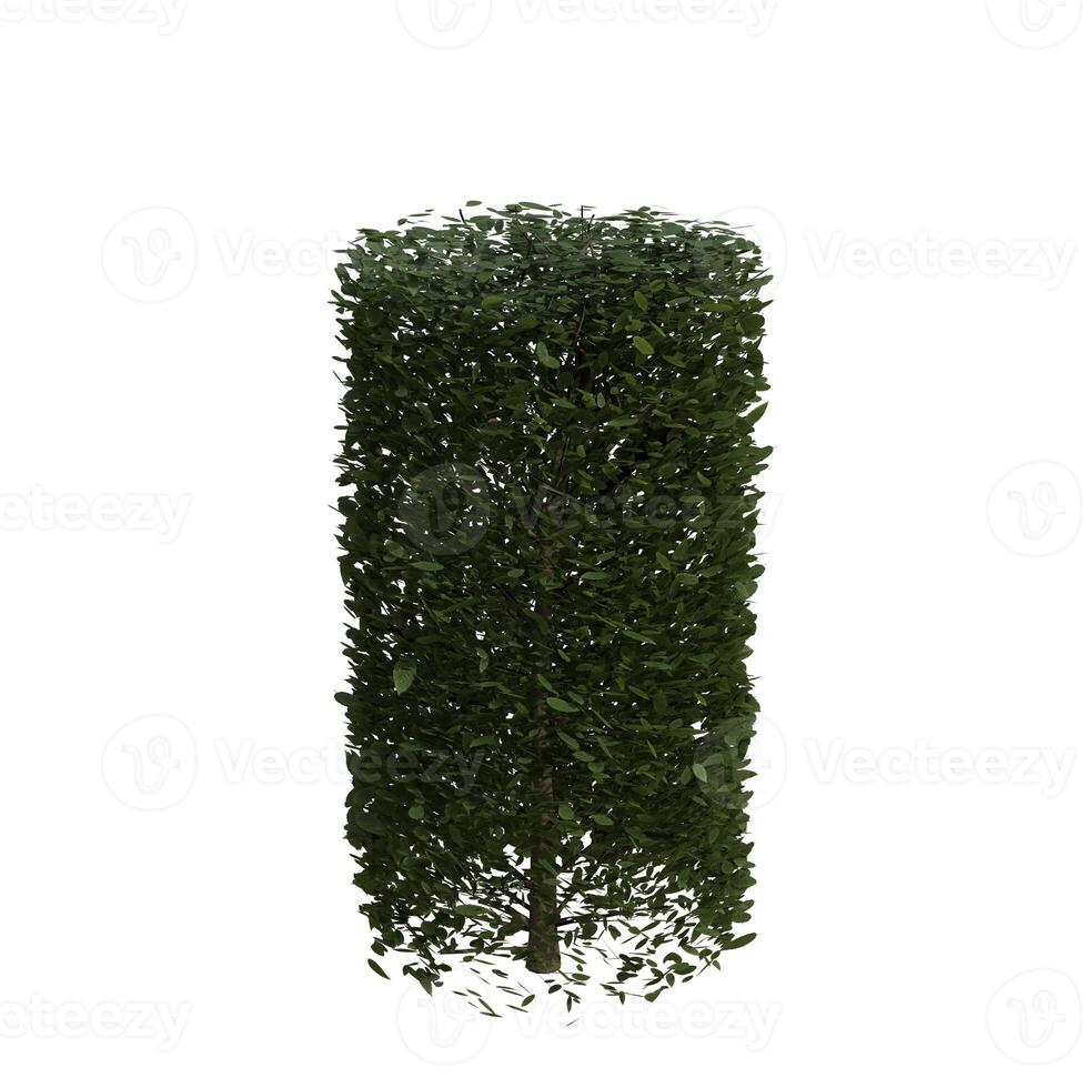 A tall boxwood tree with leaves on it photo