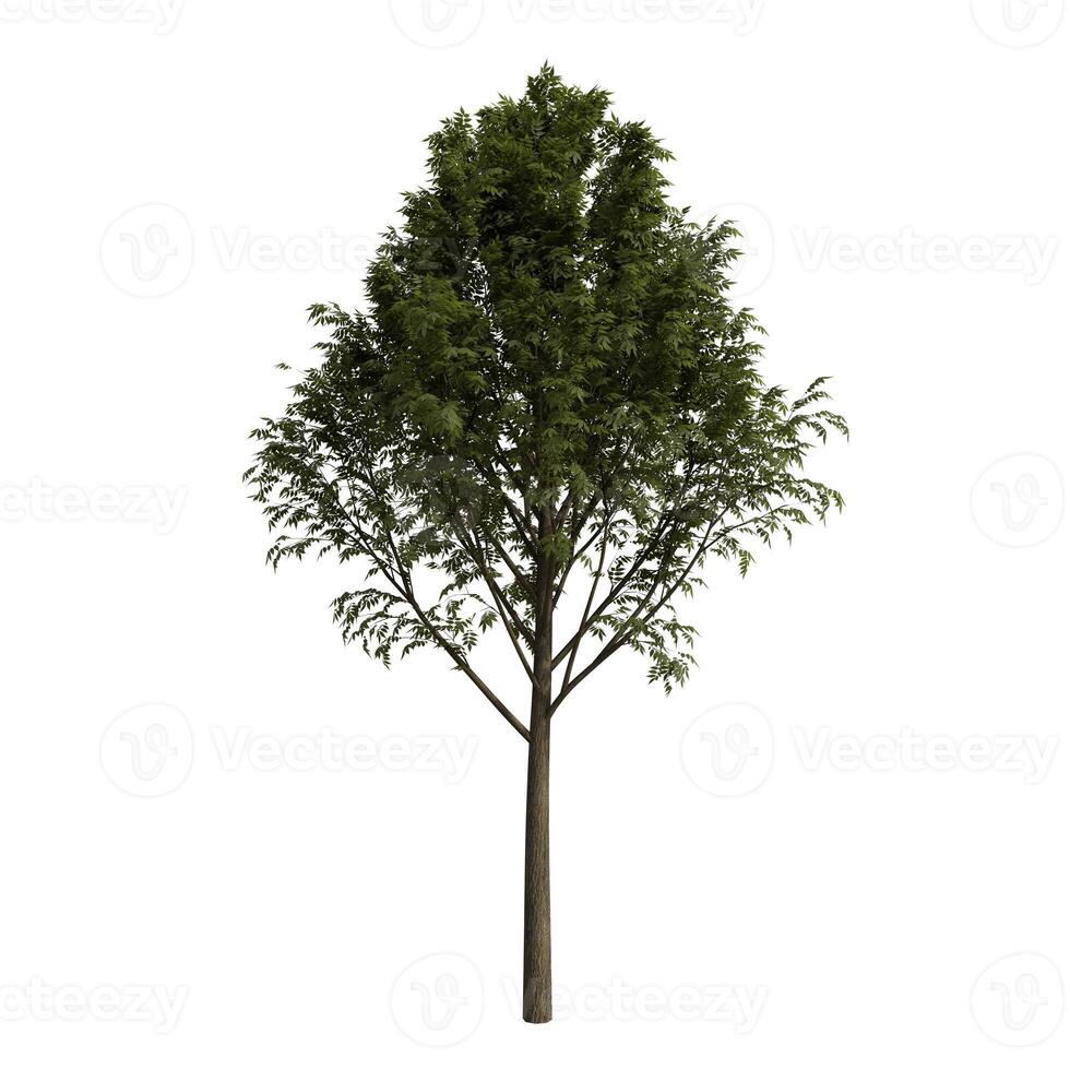 A tree on solid white background photo