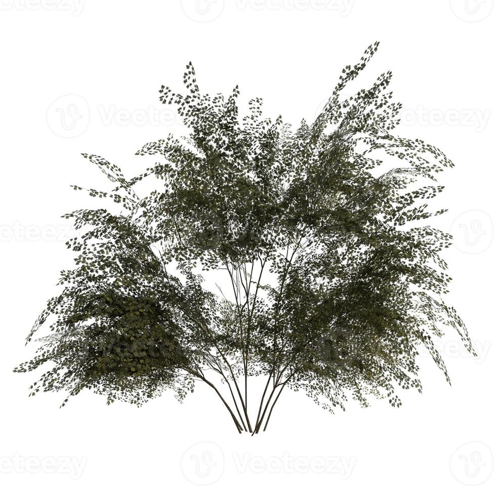 A tree with leaves on it is shown on white photo