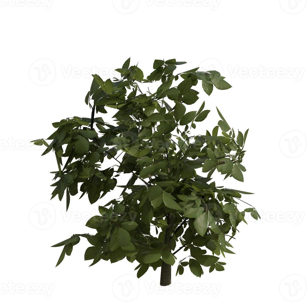 A small tree with leaves on it photo
