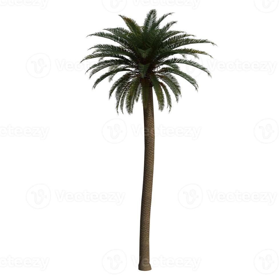 A palm tree is shown on a white background photo