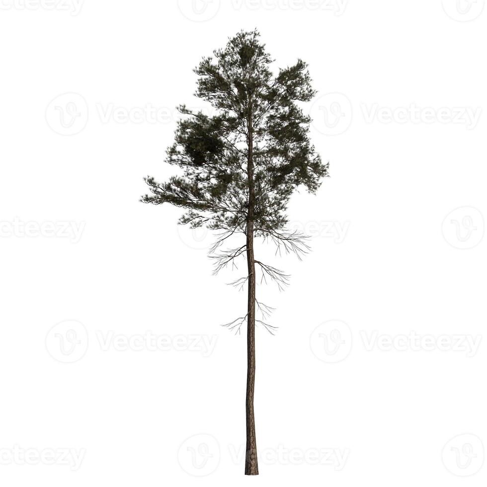 A tall pine tree is standing alone on a white background photo