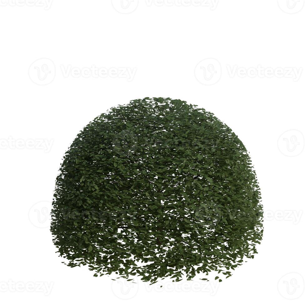 A green ball of grass on a white background photo