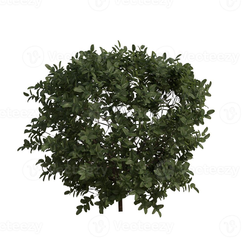 A green tree with leaves on it photo