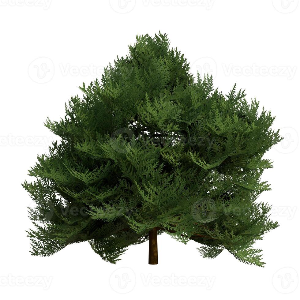 A large green tree is shown on a white background photo