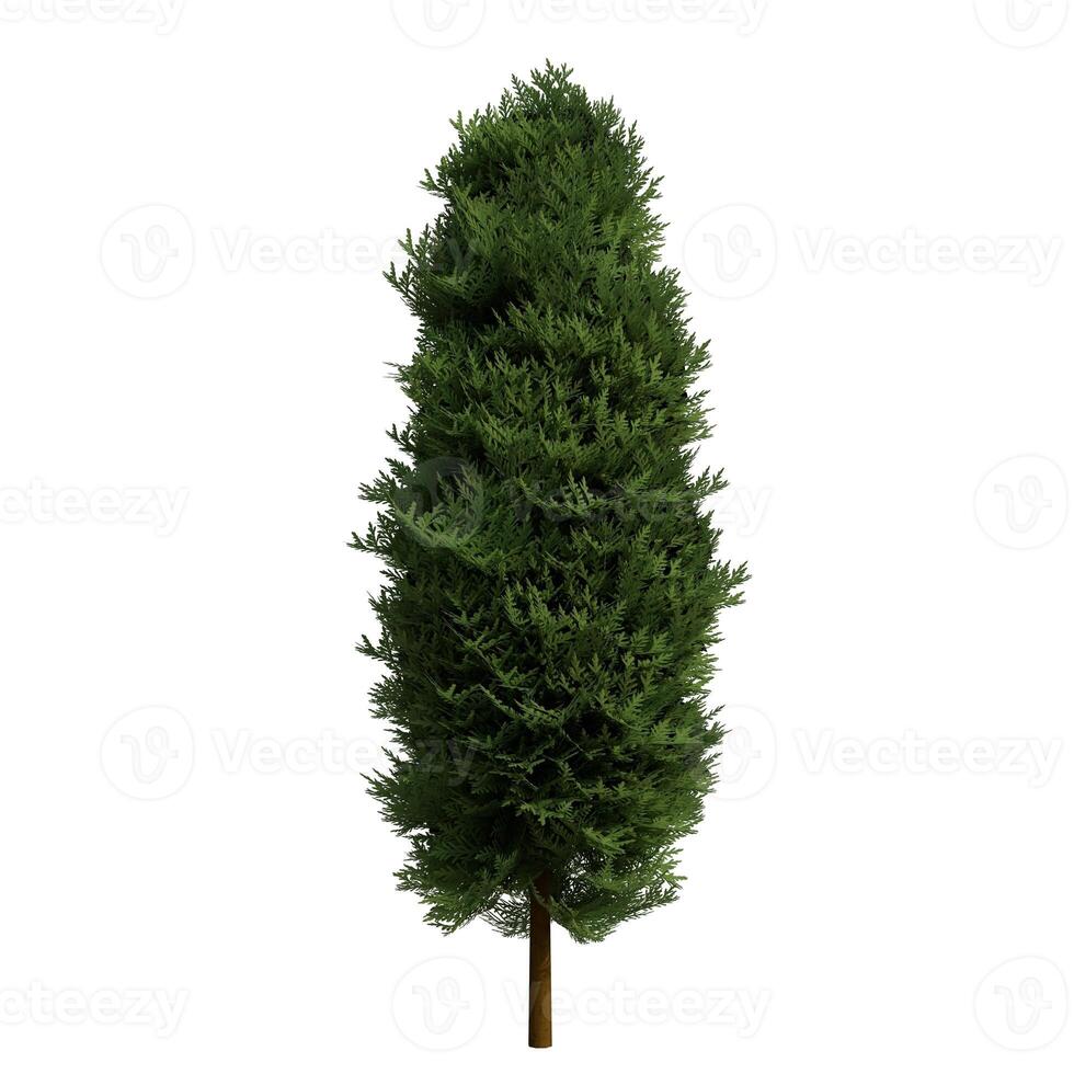 A tall green tree on a white background photo