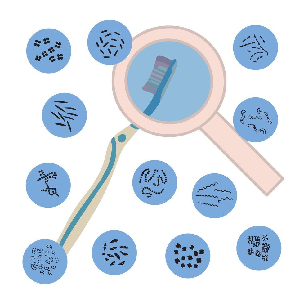 Bacteria on a toothbrush. Frequency of toothbrush replacement. Rules for storing a toothbrush. vector