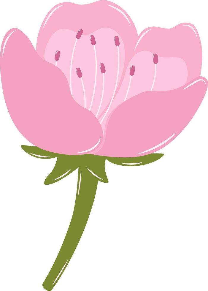 Bloomed Bud Cherry Blossom Flower. Flat and Simple Pink Sakura. vector