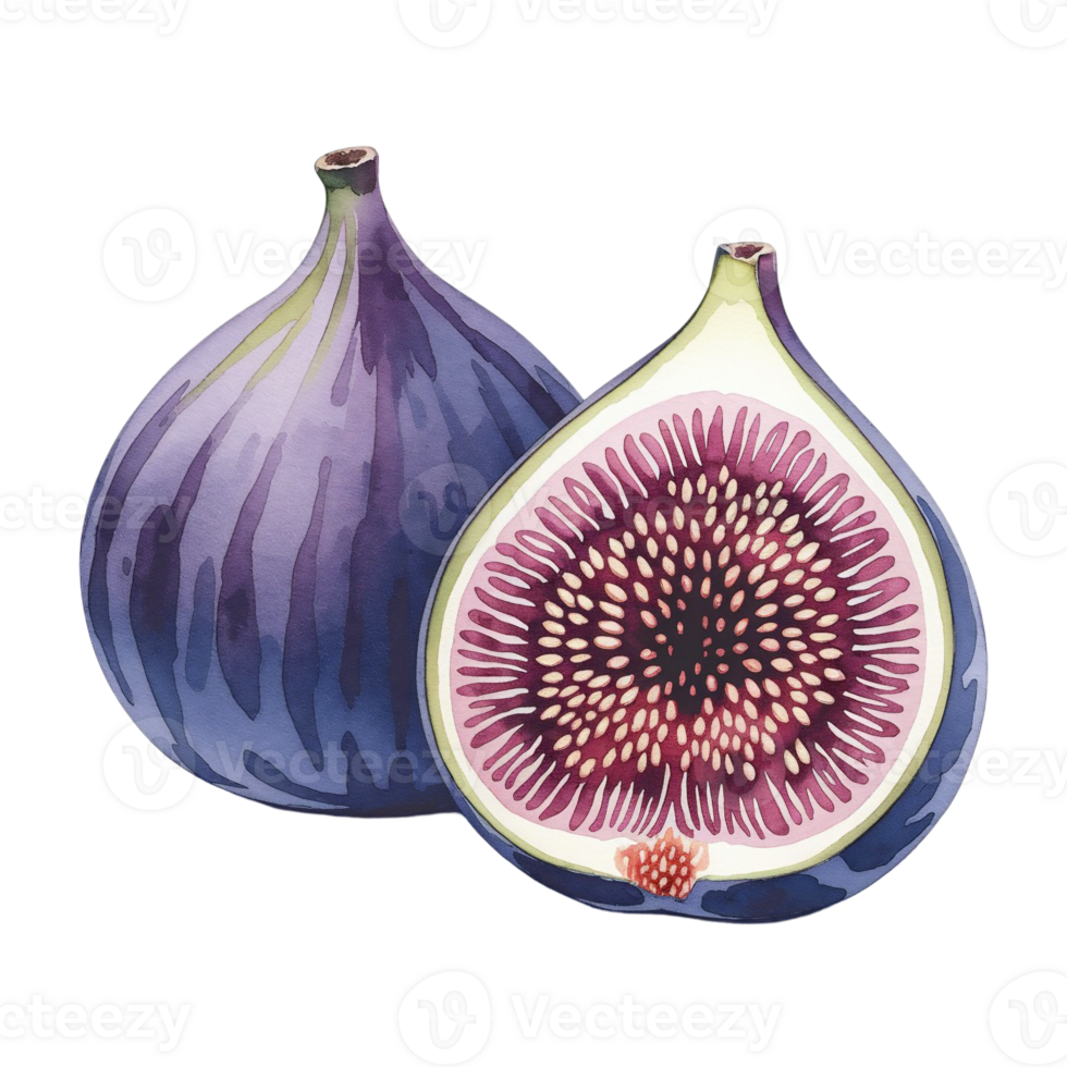 Two figs are depicted, one of which is whole and the other cut in half to reveal its intricate interior with seeds cutouts png