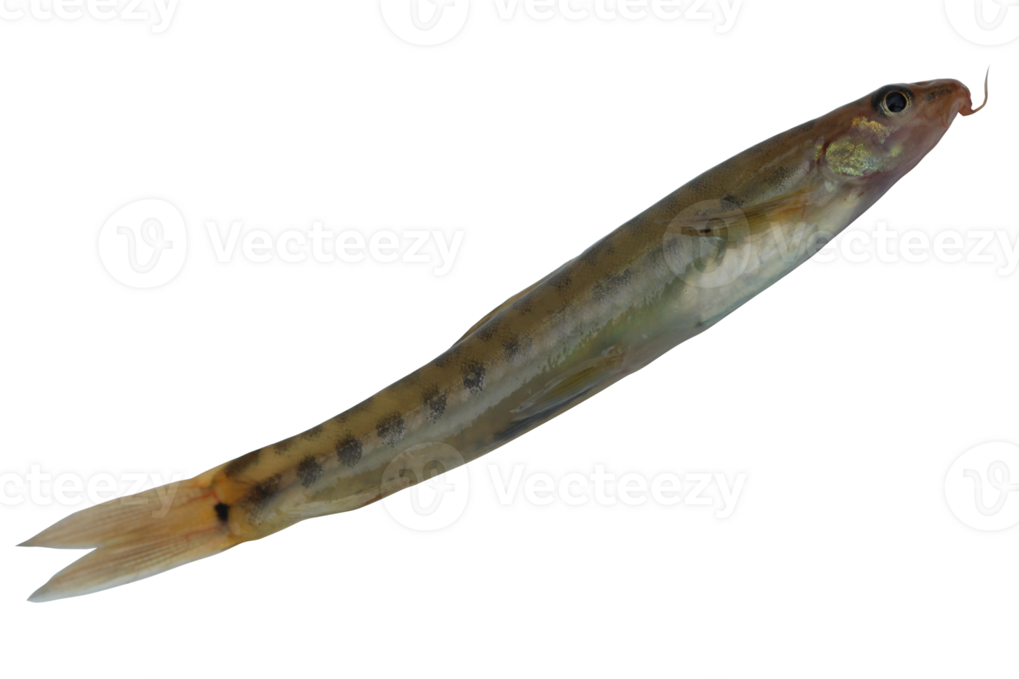 Freshwater barred loach Nemacheilus fasciatus isolated on transparent background, side view png