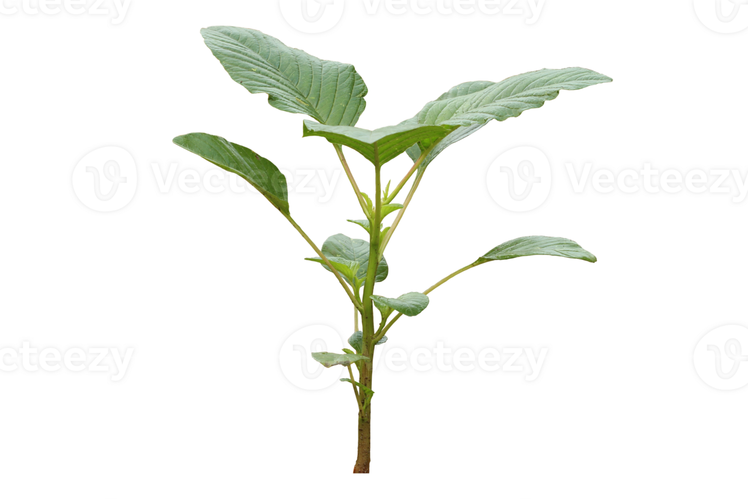young Amaranthus dubius plant isolated on transparent background png