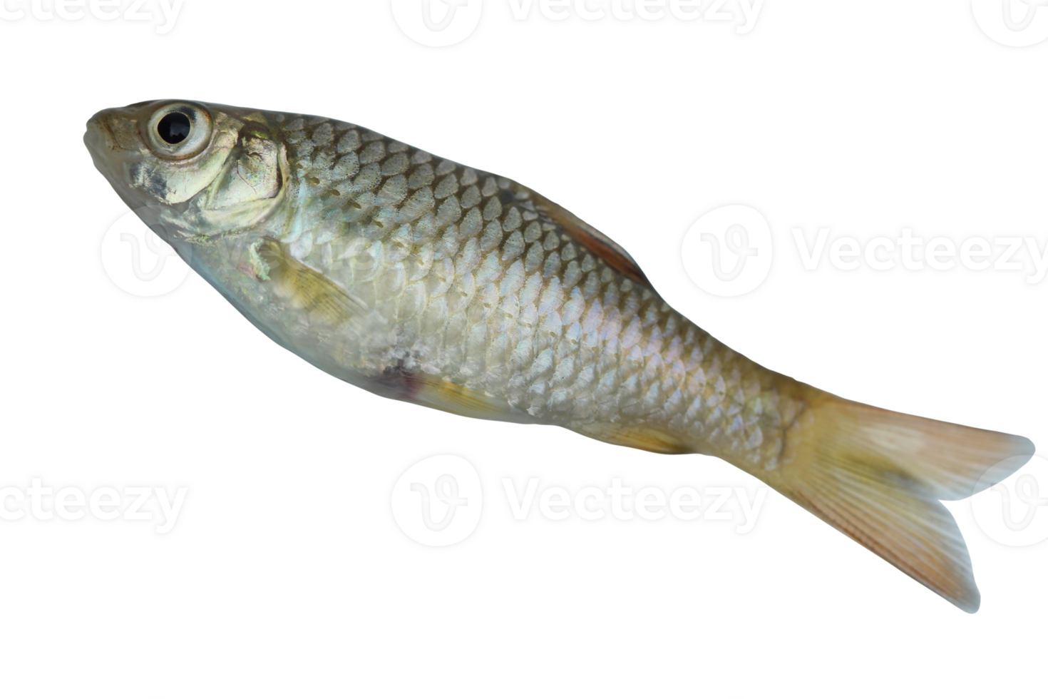 side view Barbodes binotatus commonly known as the spotted barb or common barb isolated on transparent background png