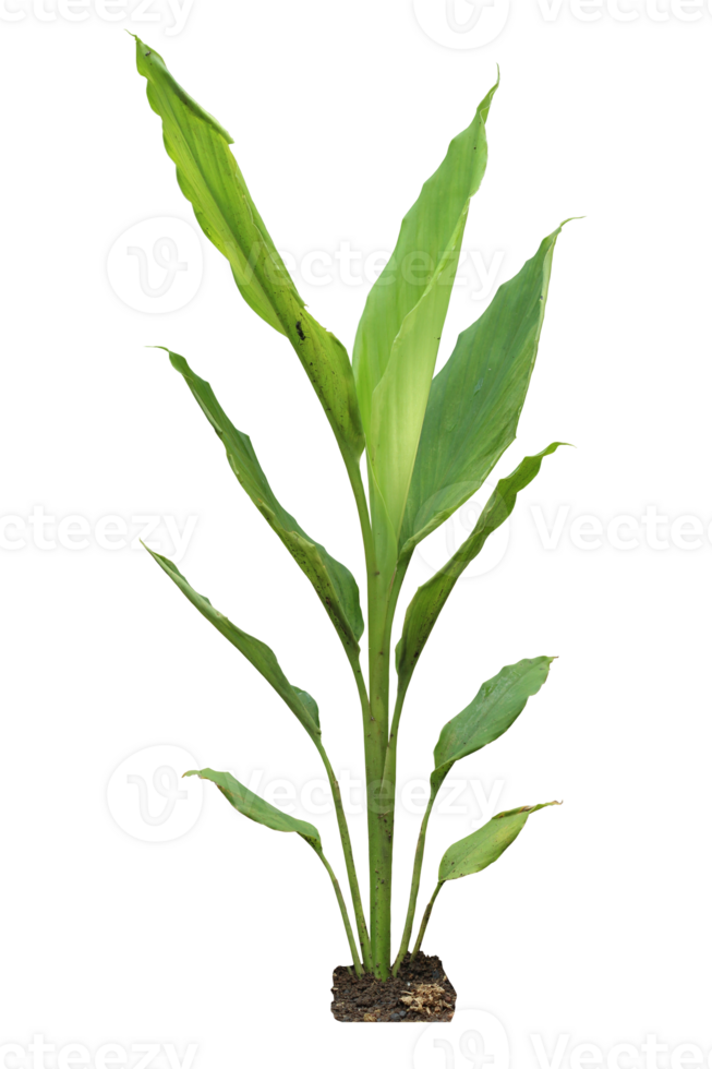 Turmeric plant Curcuma longa with green leaves and soil root base isolated on transparent background png