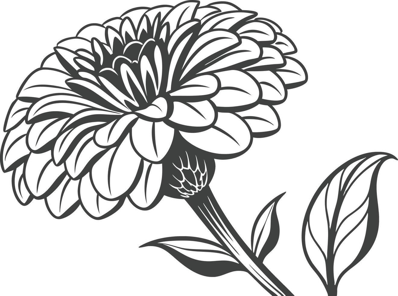 Zinnia Bloom Flower Set Design for Digital Crafts vector