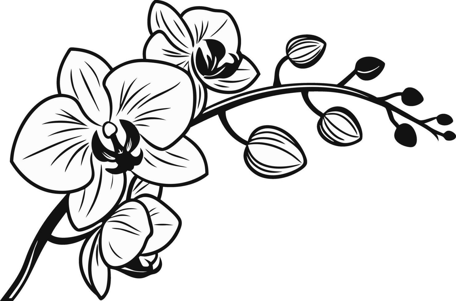 Elegant Orchid Bloom Line Art vector