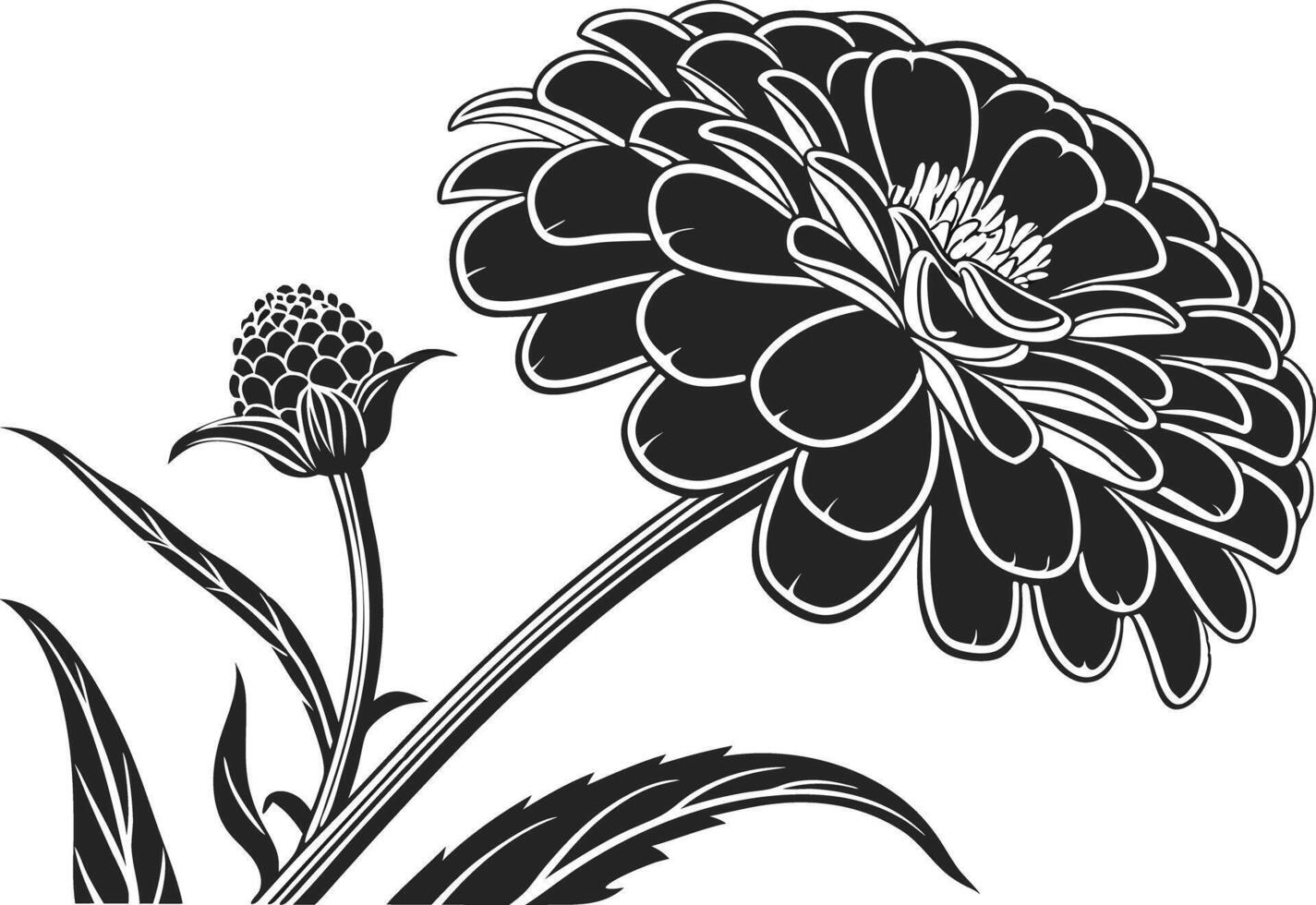 Colorful Zinnia Flower Set Design for Printing Projects vector