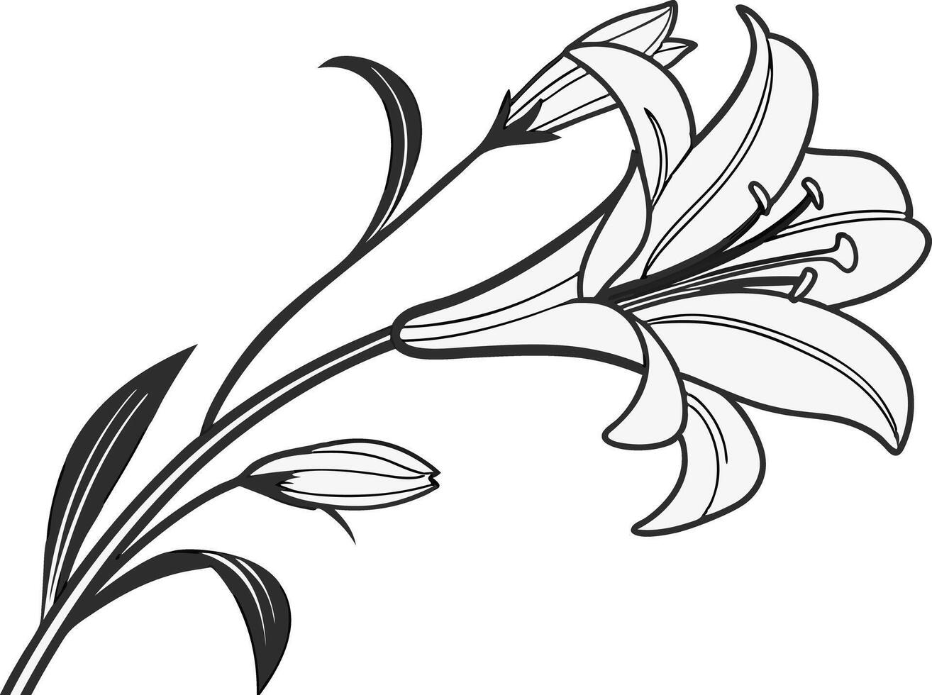 Hand Drawn Lily Floral Design vector