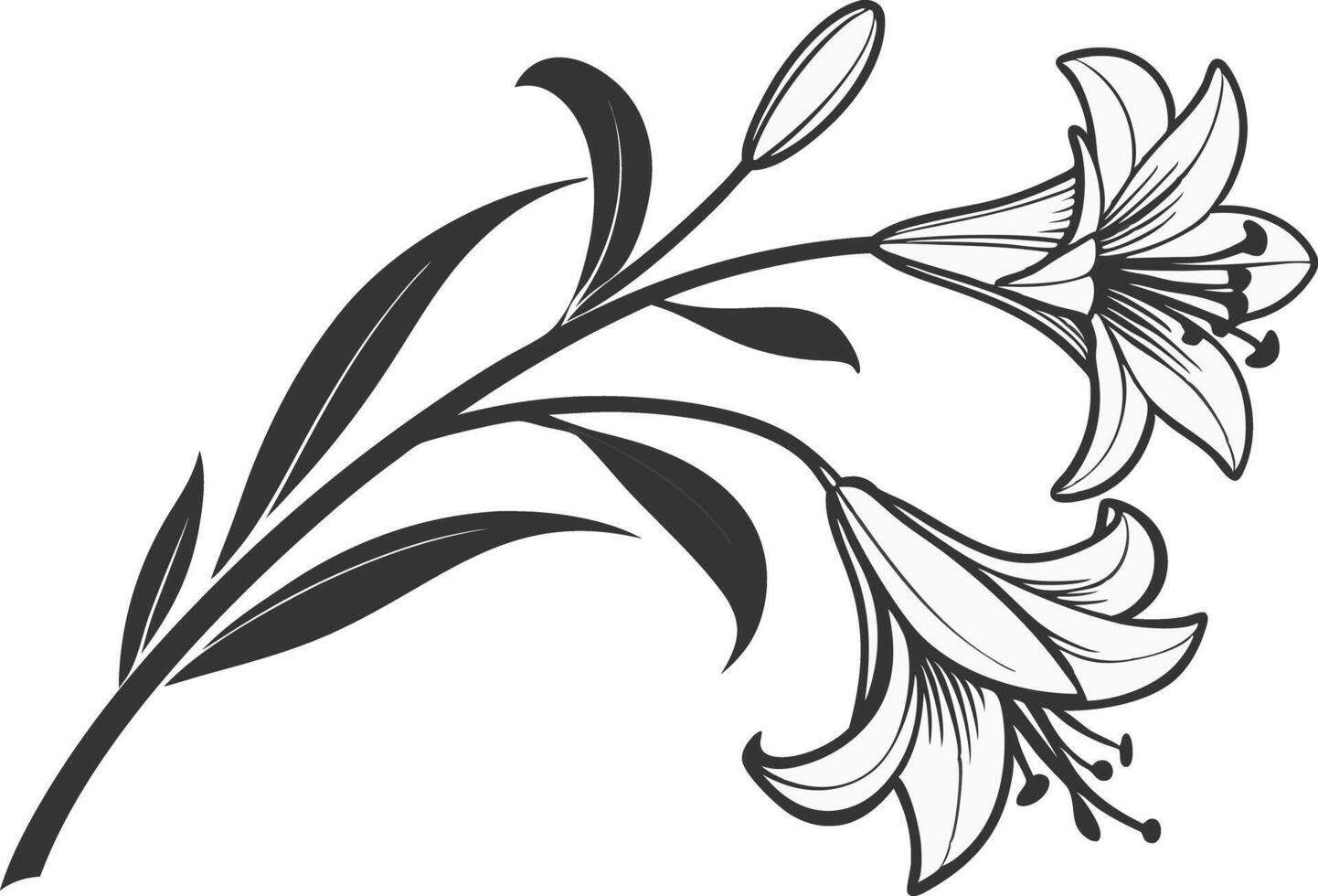 Minimal Lily Flower Drawing vector