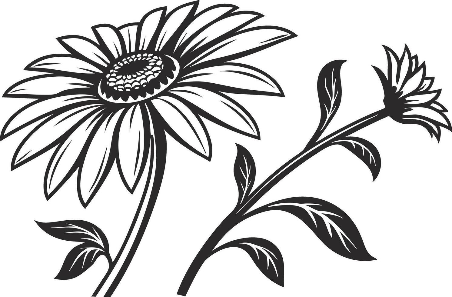 Botanical Sunflower Flower Drawing vector
