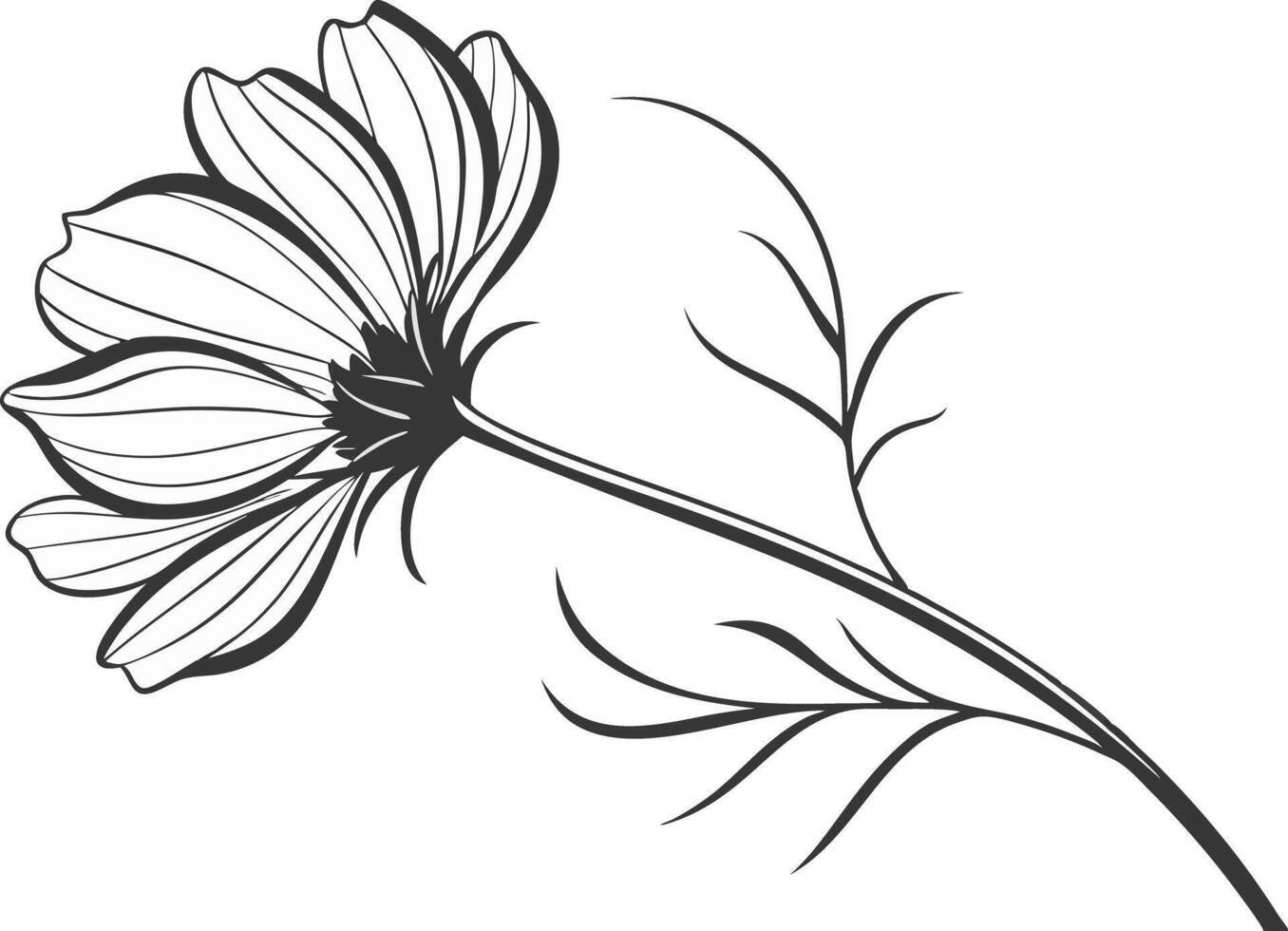 Cosmos Flower Design for Digital and Print Crafts vector