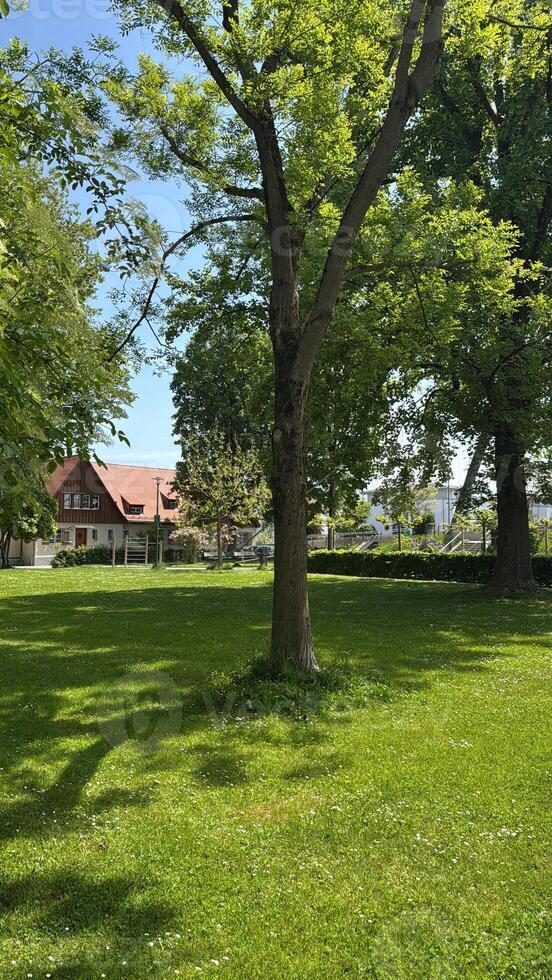Beautiful Summer Park with Trees, Sunlight, and a Tranquil Lawn photo