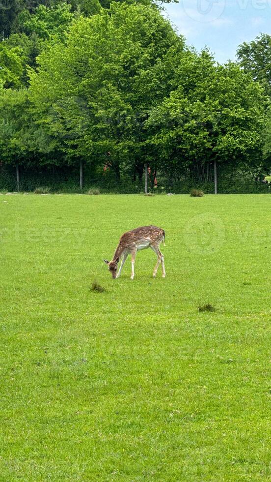 Deer Grazing on a Lush Green Meadow with Forest in Background photo