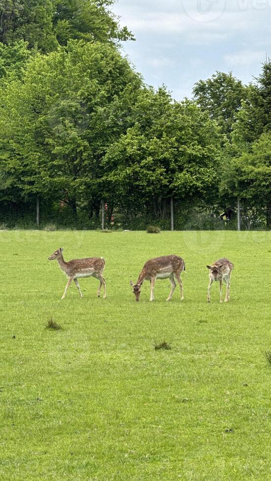 Herd of Deer Grazing in a Scenic Green Meadow Near Forest Trees photo