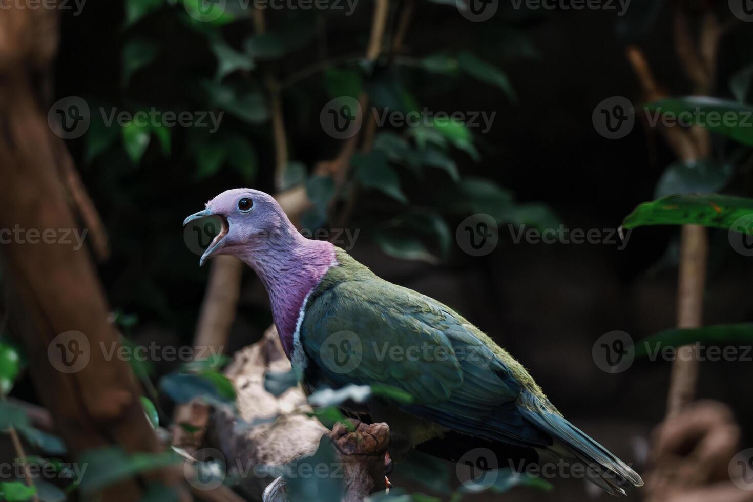 Purple-Crowned Fruit Dove on Branch photo