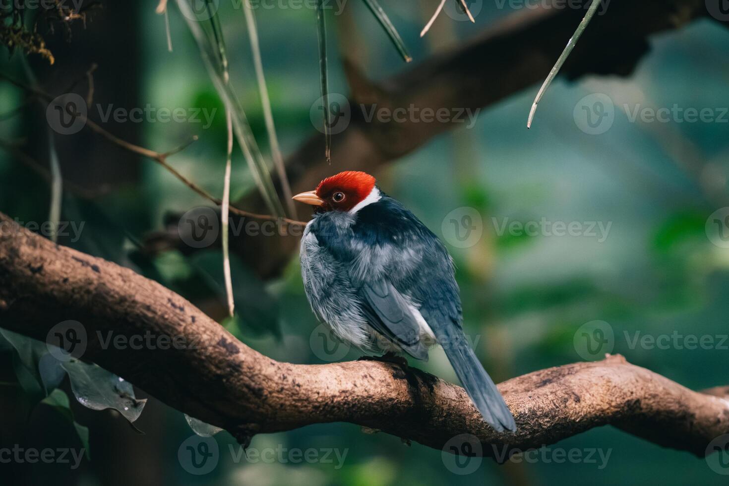 Red-crested Cardinal on Tree Branch photo