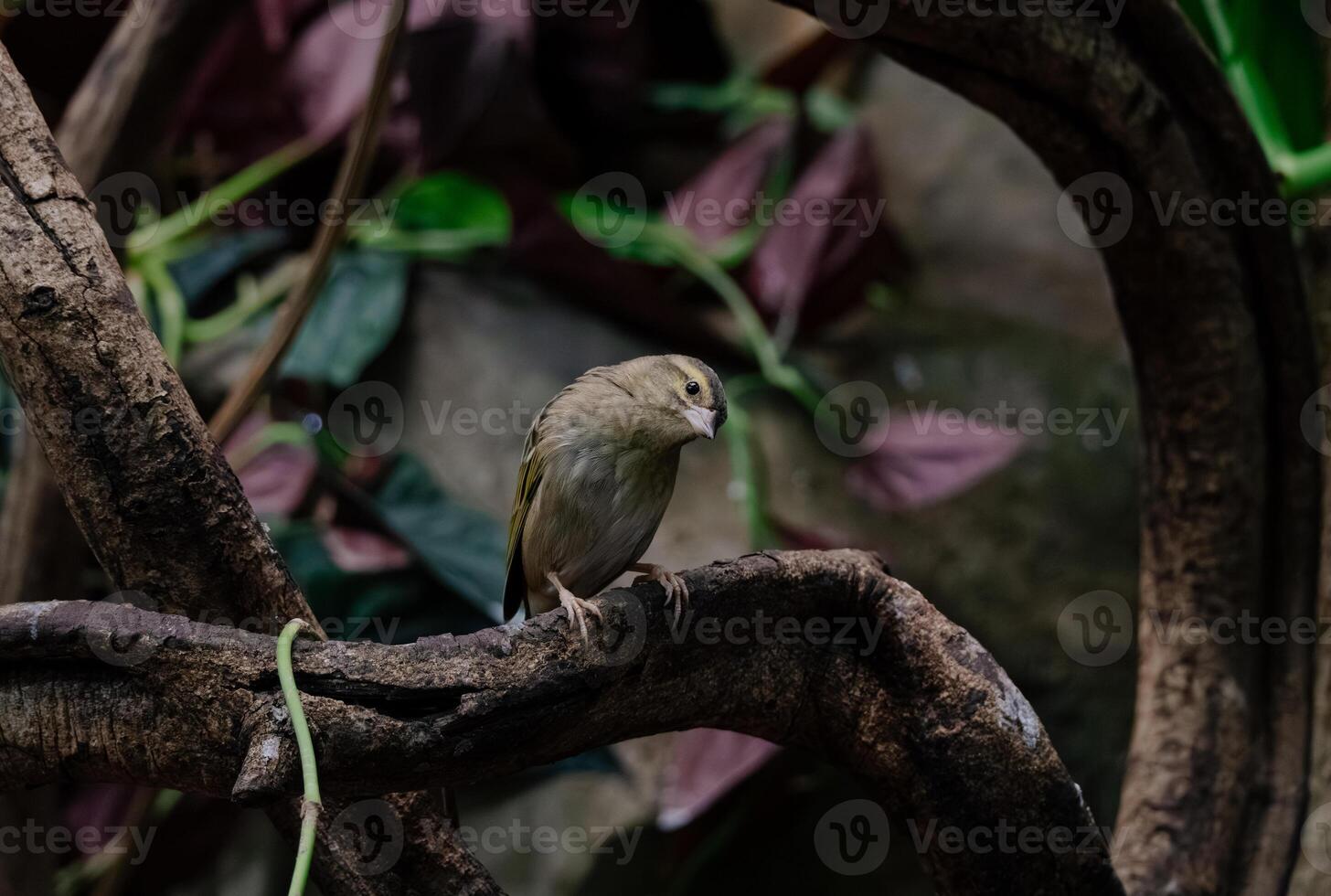 Bird on Twisted Branch photo