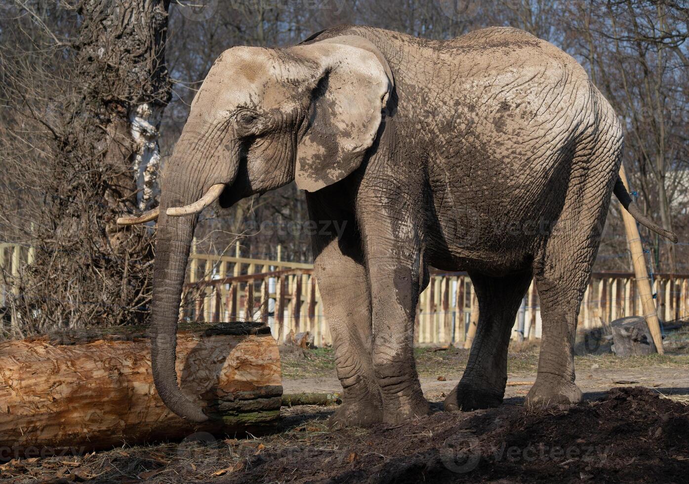 African Elephant in Zoo Enclosure near Log photo