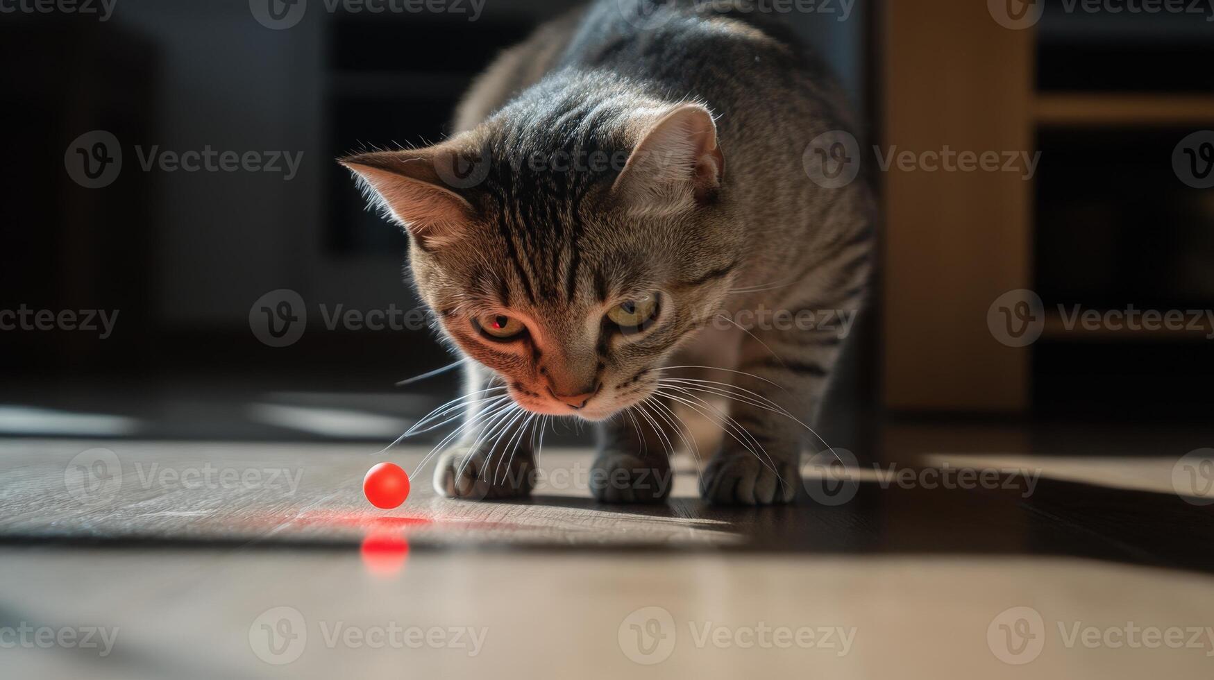 Curious tabby cat focused on a small, red object. photo