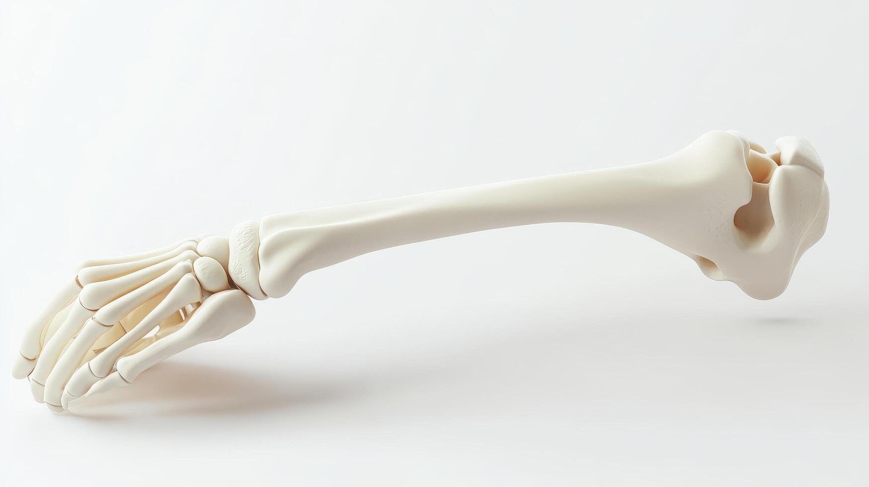 Detailed anatomical representation of a human arm bone structure. photo