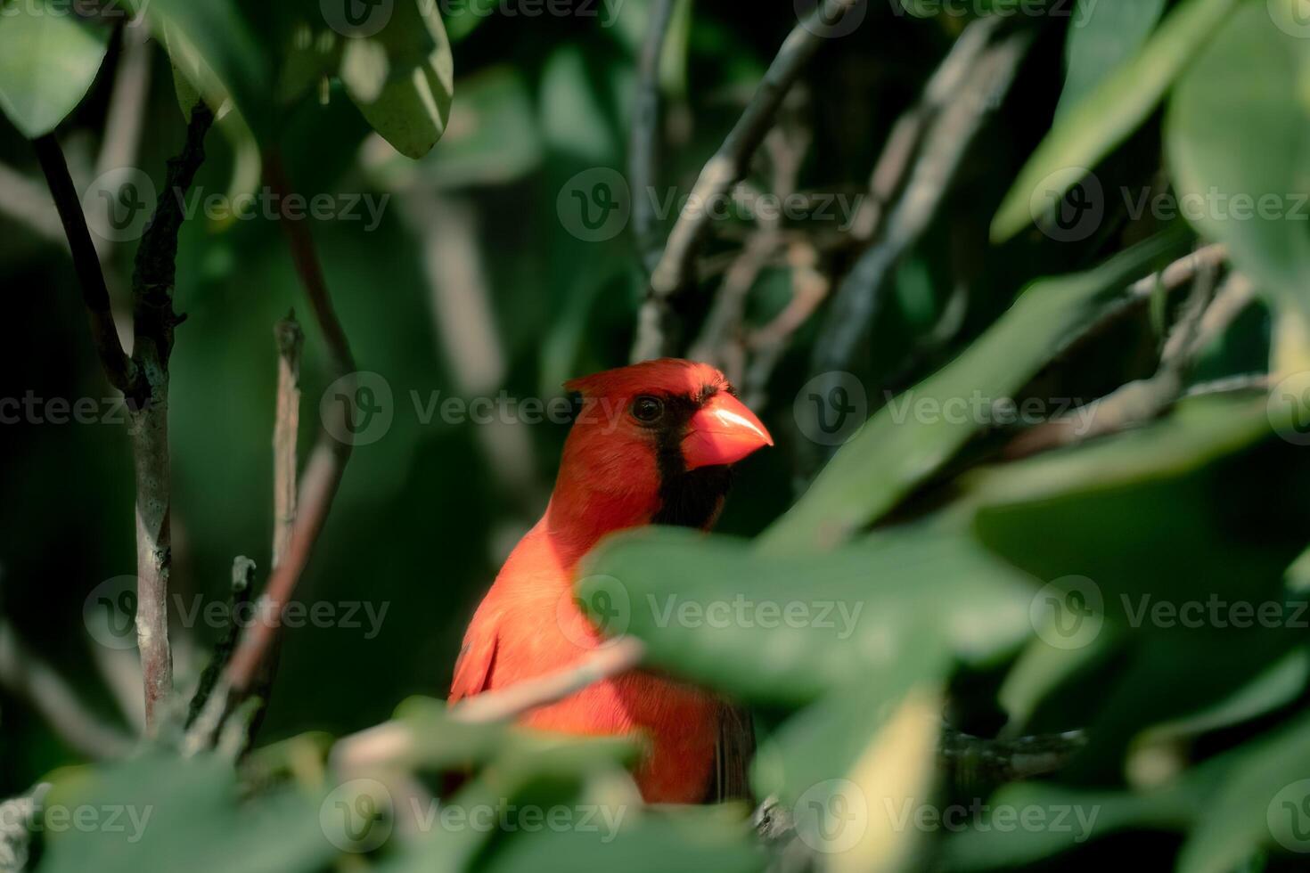 Northern Cardinal Partially Concealed in Green Foliage photo