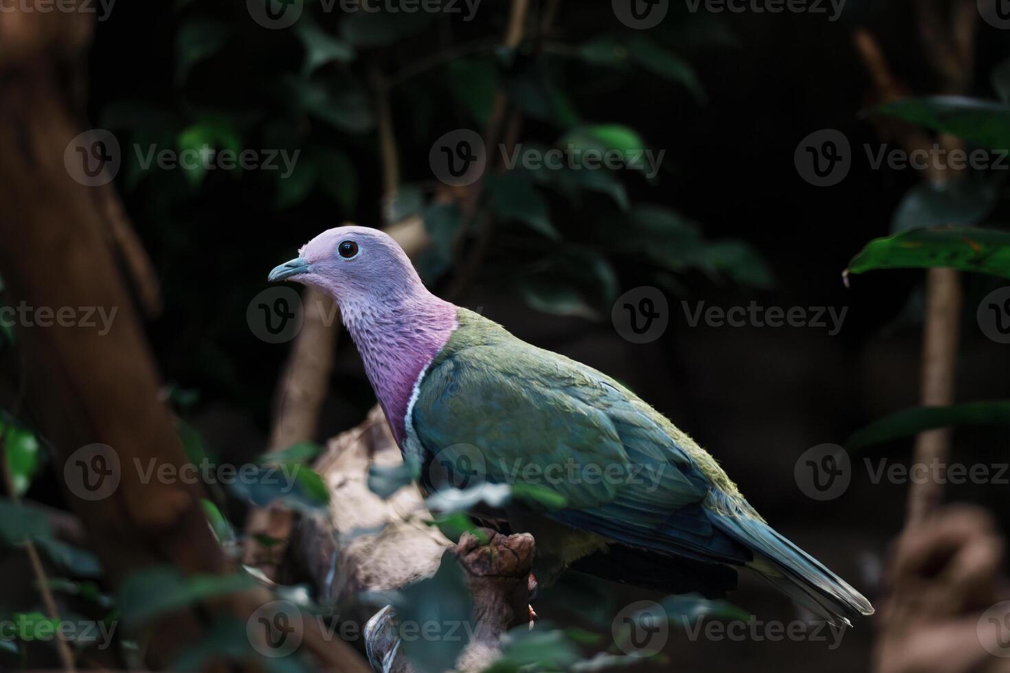 Pink-necked Green Pigeon on Branch photo