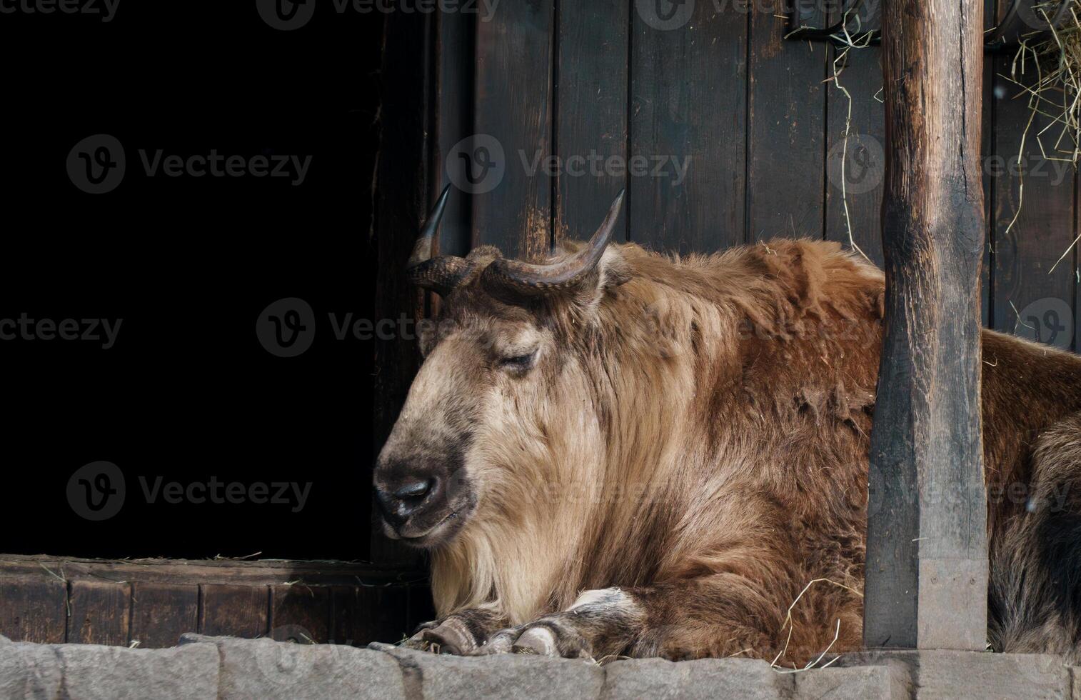 Takin Resting in Wooden Enclosure photo