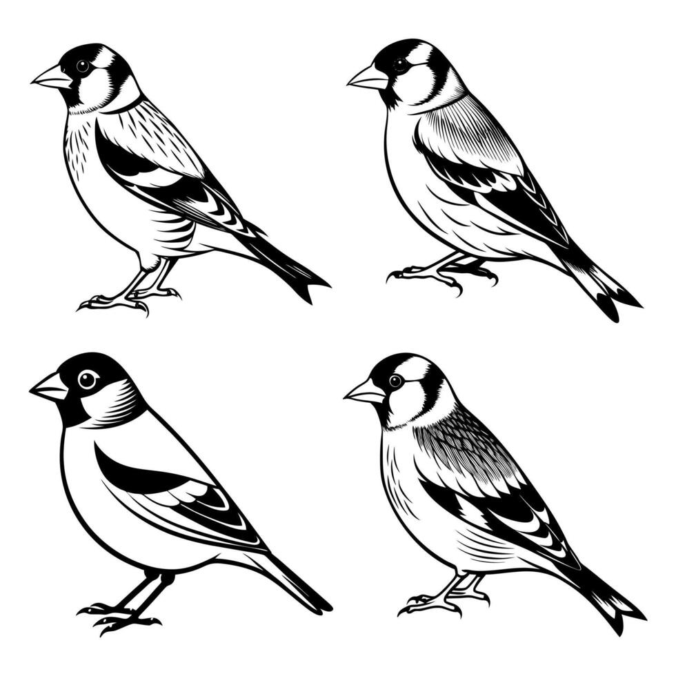 Goldfinch birds illustrated in clean black and white line art style with side view and feather detail vector