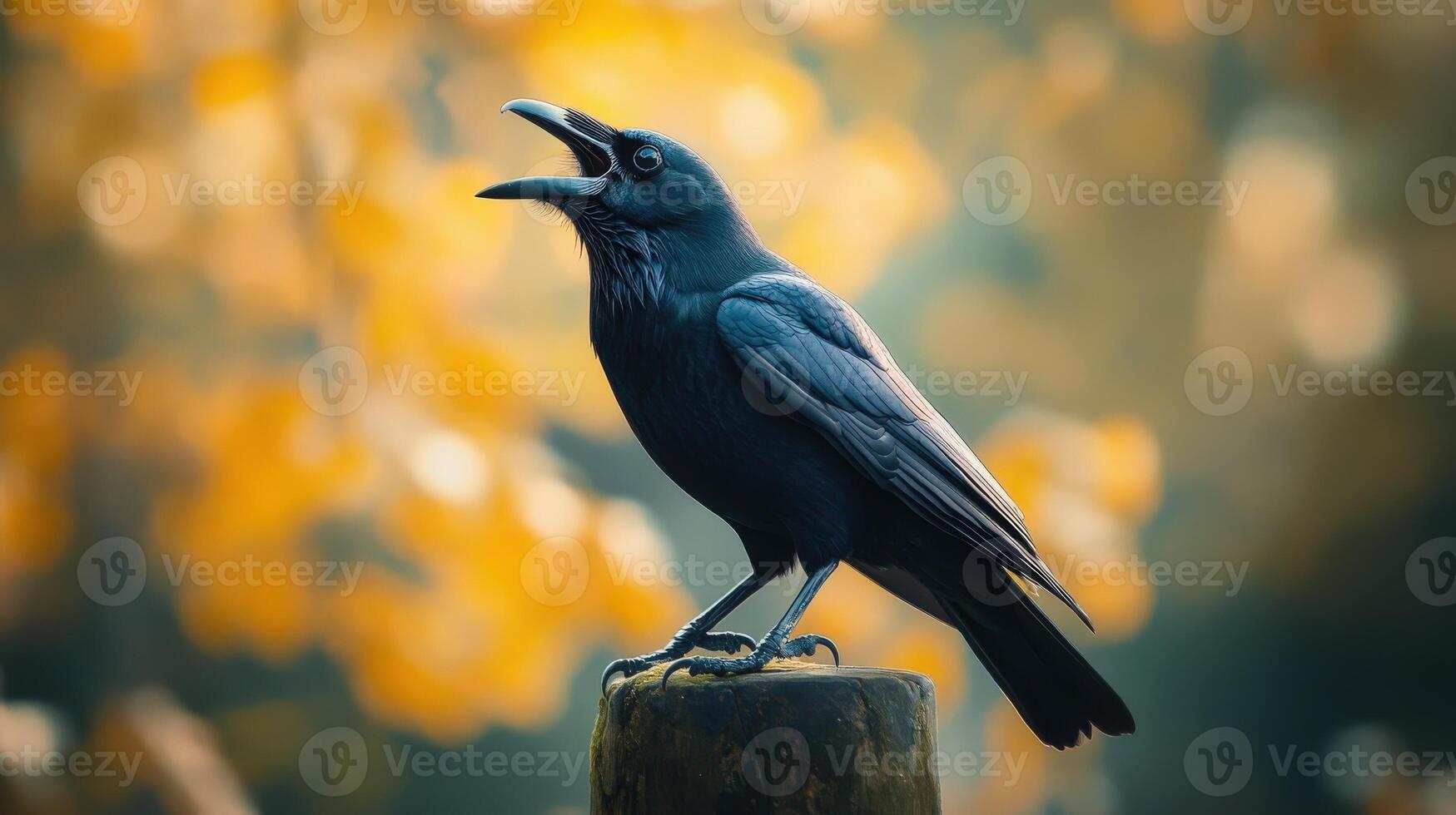 A black crow with an open beak resting on wood photo