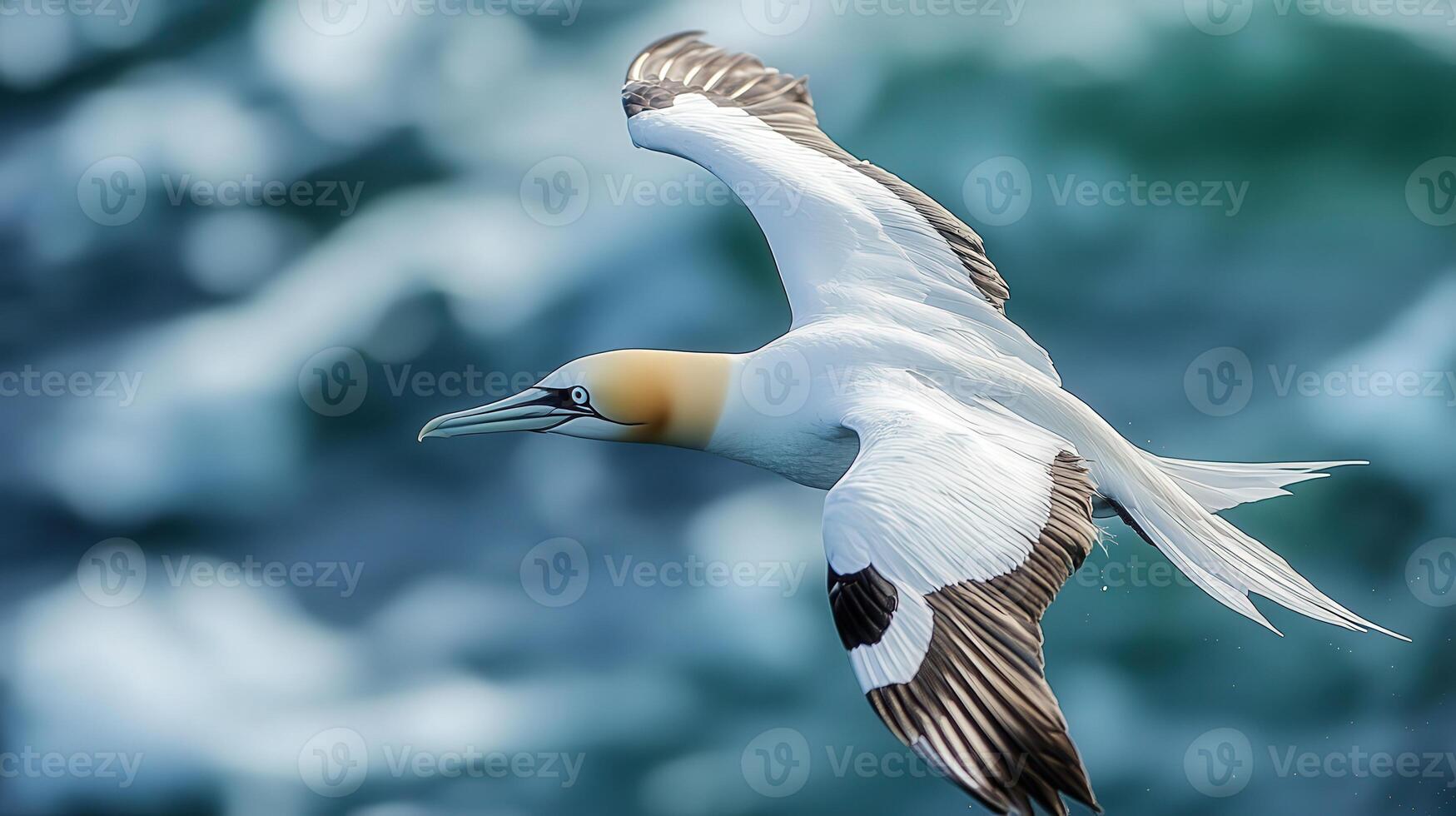 A magnificent seabird soaring through the ocean air. photo