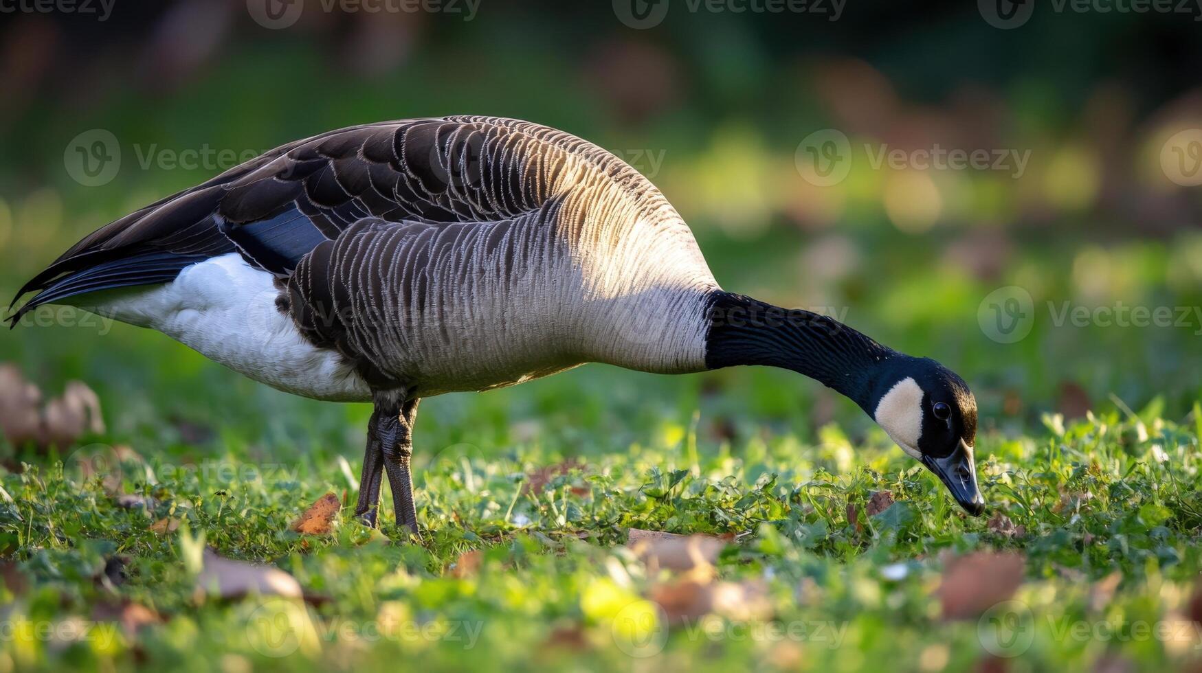 A Canadian goose foraging in a grassy field. photo