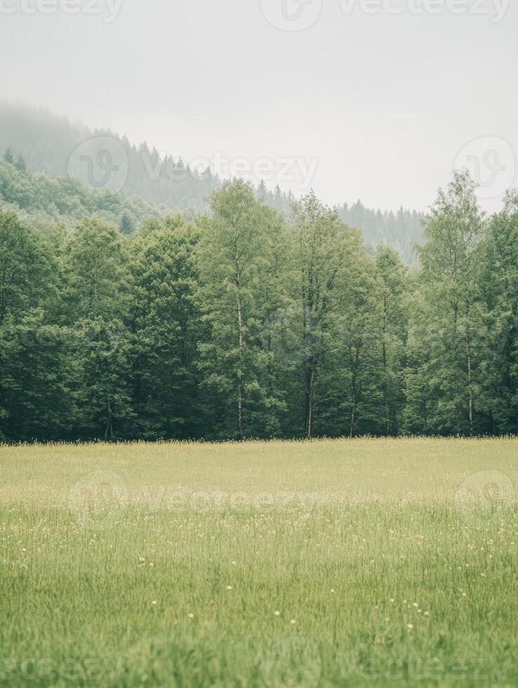 Field, Deciduous Trees, and Coniferous Hillside in Mist photo
