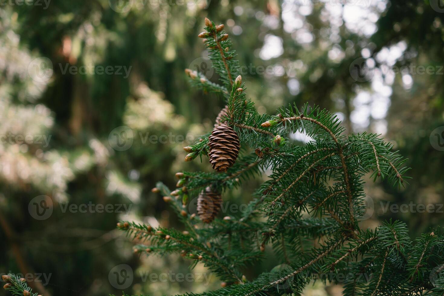 Coniferous Tree Branch with Pine Cones photo