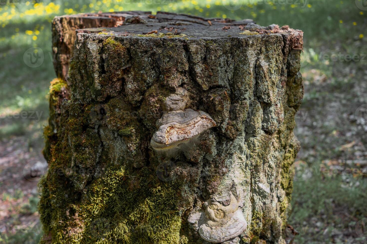 Tree Stump with Moss and Shelf Fungi photo