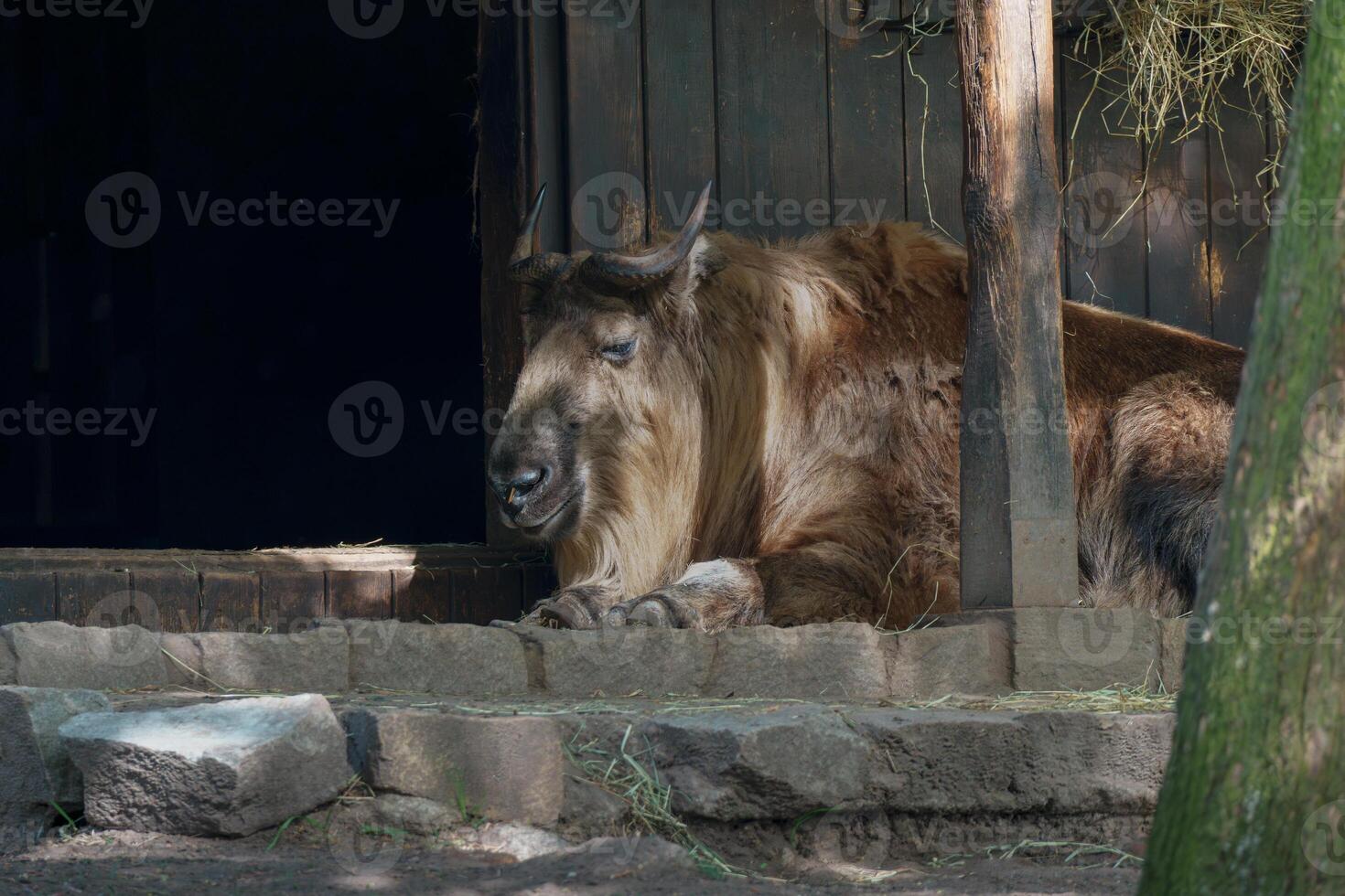 Takin Resting on Stone Ledge Near Wooden Enclosure photo
