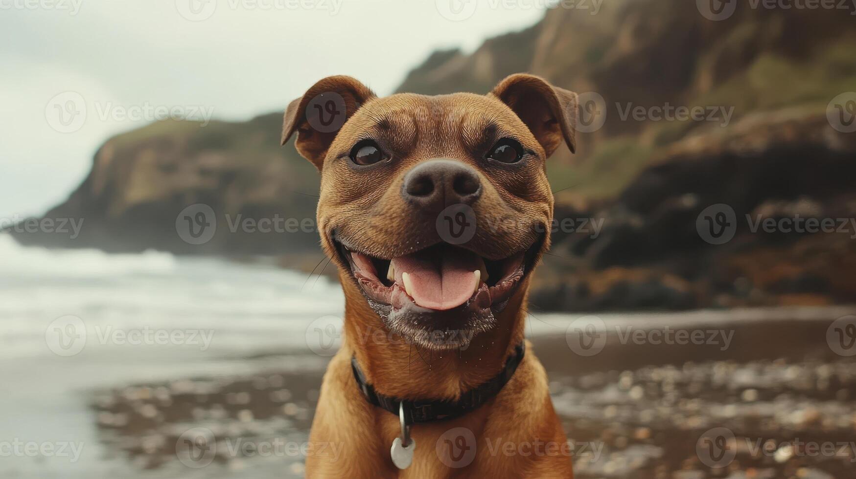 Happy Dog Portrait on Beach, Close Up of Smiling Face, Warm Colors, Beautiful day, Looking at Camera photo