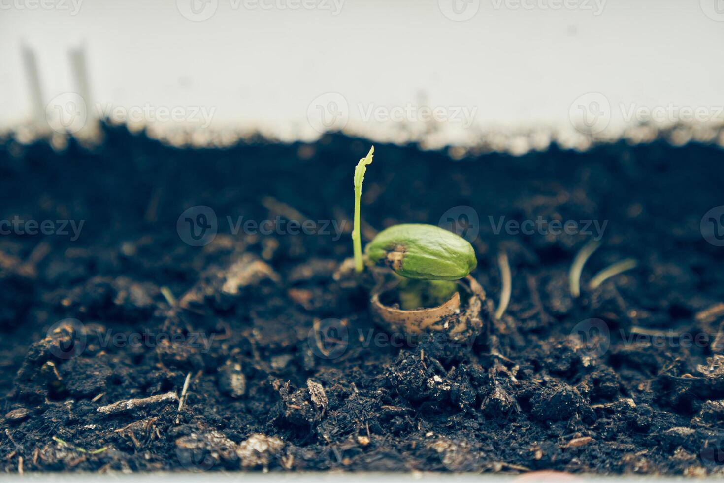 A close-up of an acorn that is slowly sprouting in a tub. A sample of ordinary oak. Wildlife with space to copy photo