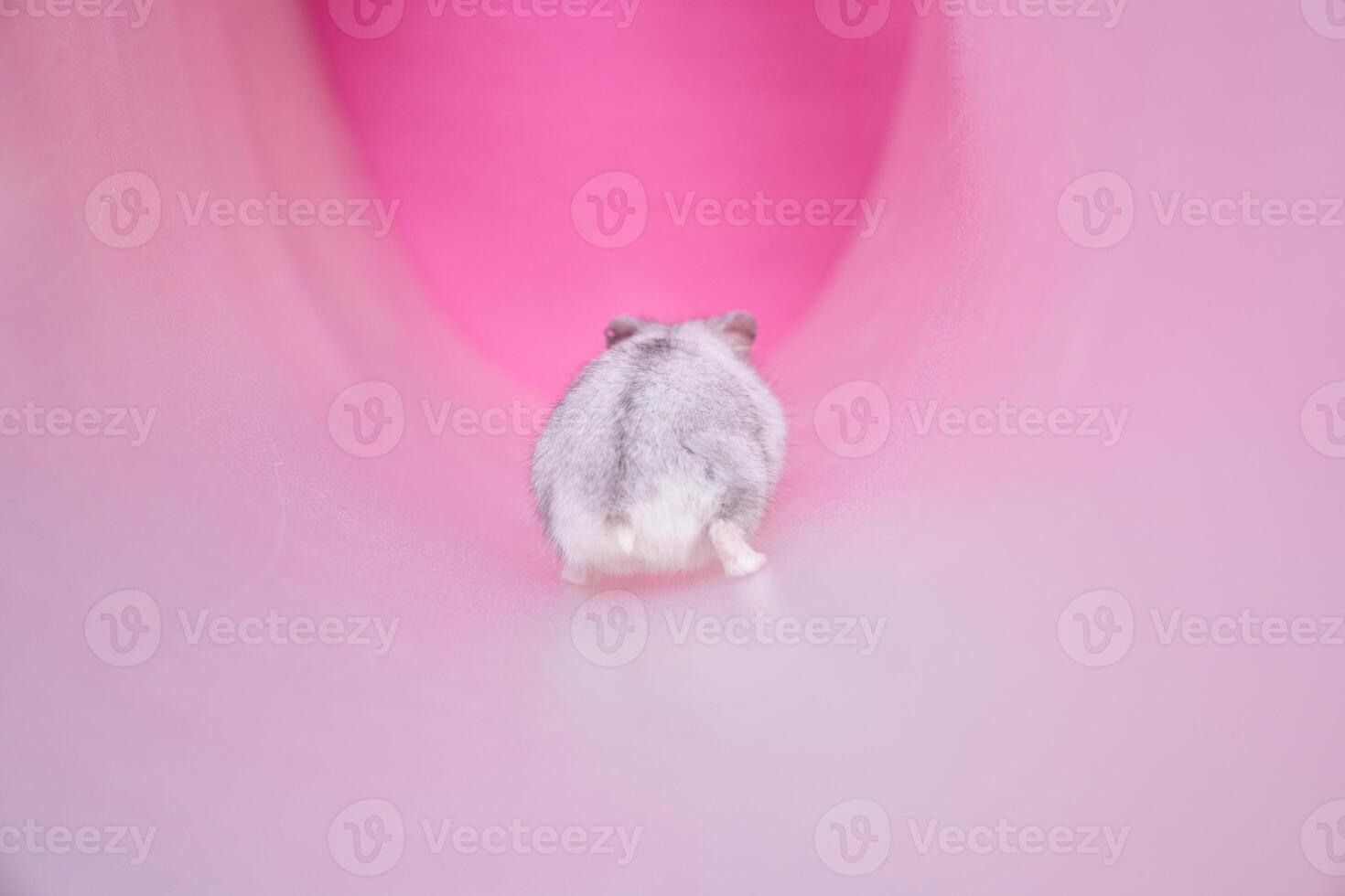 Dzungarian grey hamster in a tube on a pink background. Hamster goes away. photo