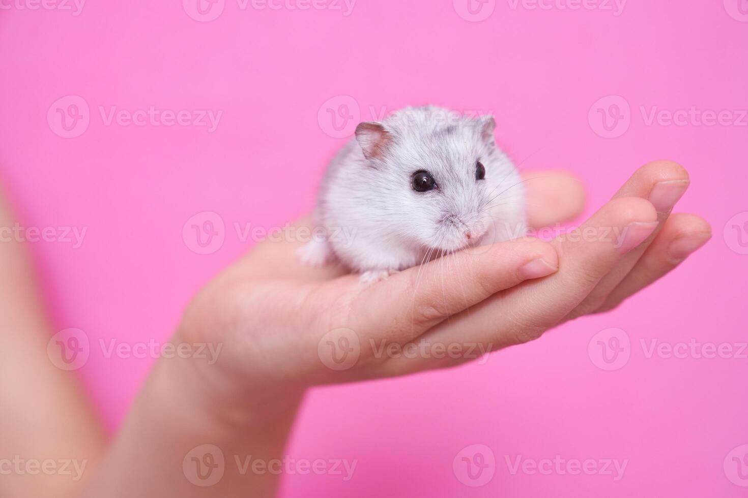 A child's hand holds a hamster on a pink background photo